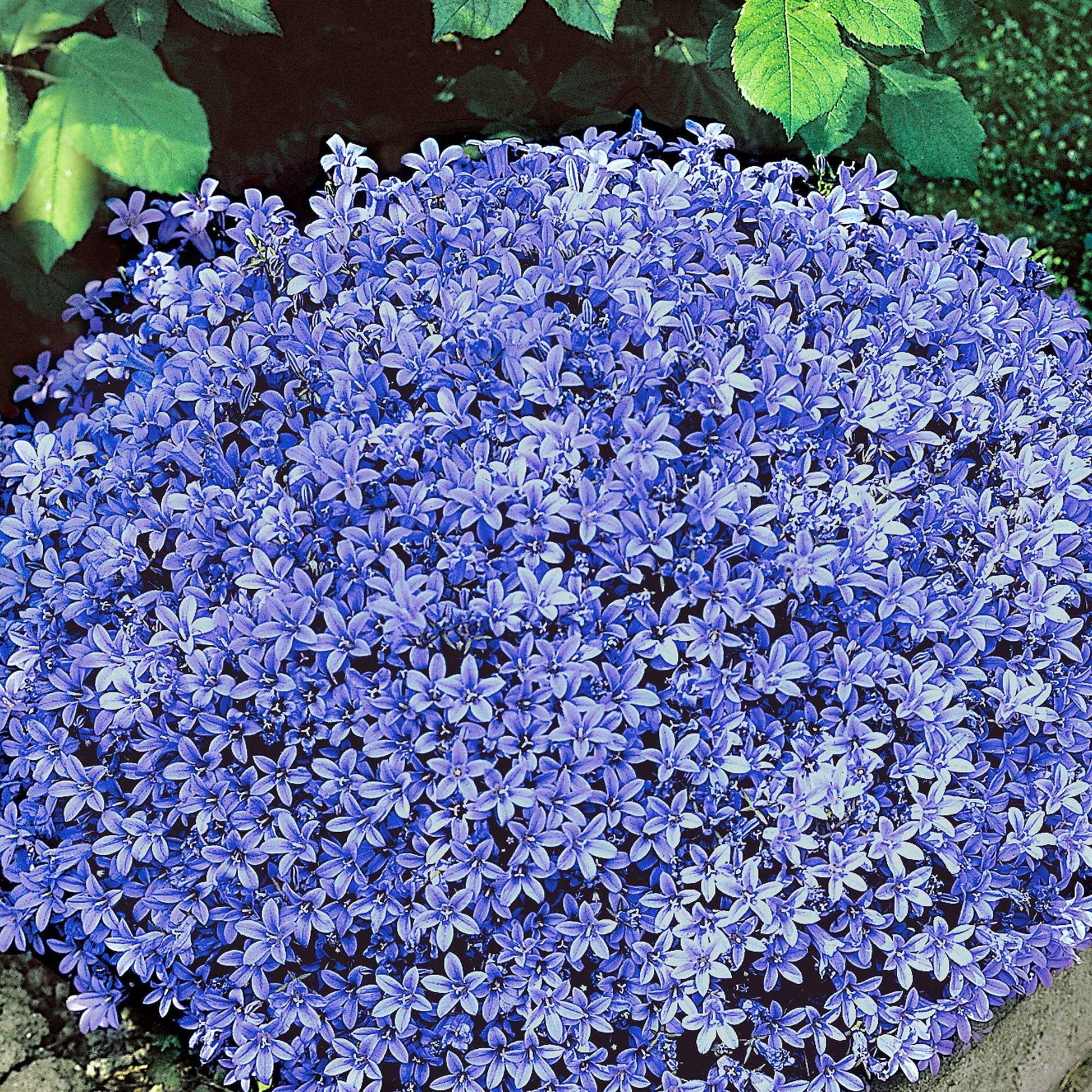 Karpaten-Glockenblume blau (x3) - Campanula portenschlagiana - Sträucher und Stauden