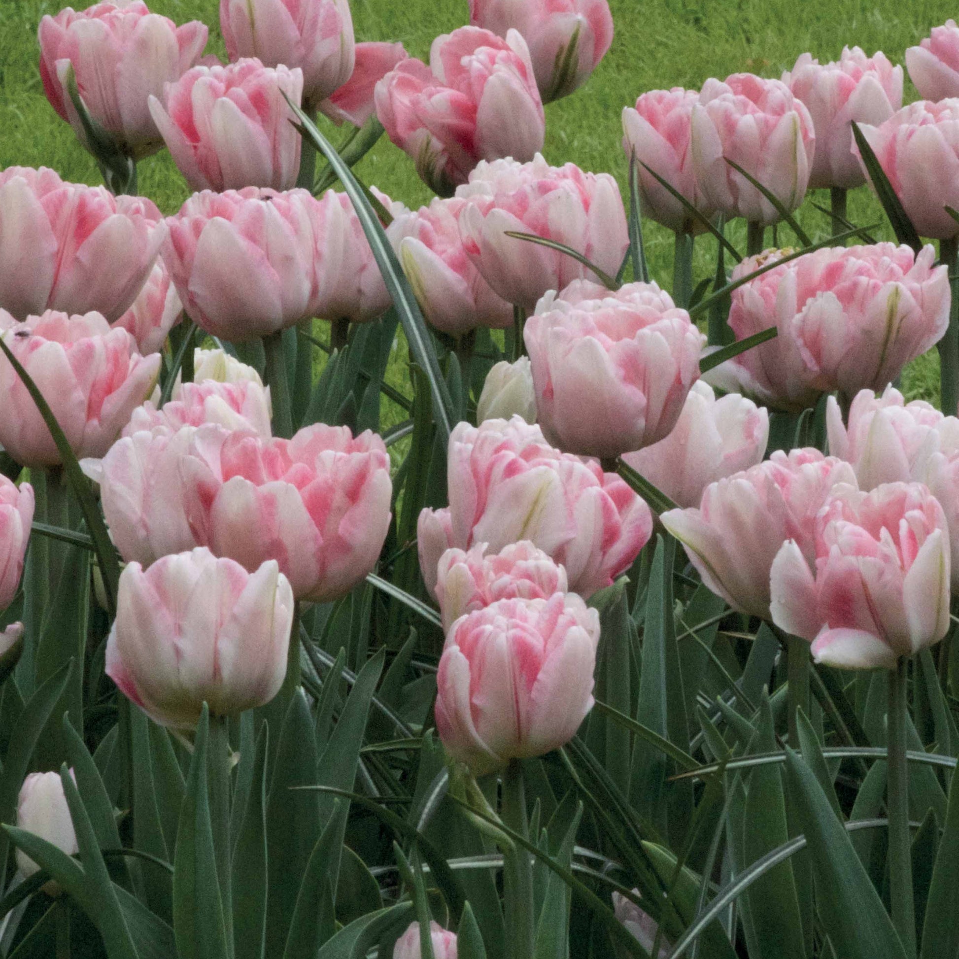 Tulpen 'Foxtrot' (x10) - Tulipa foxtrot