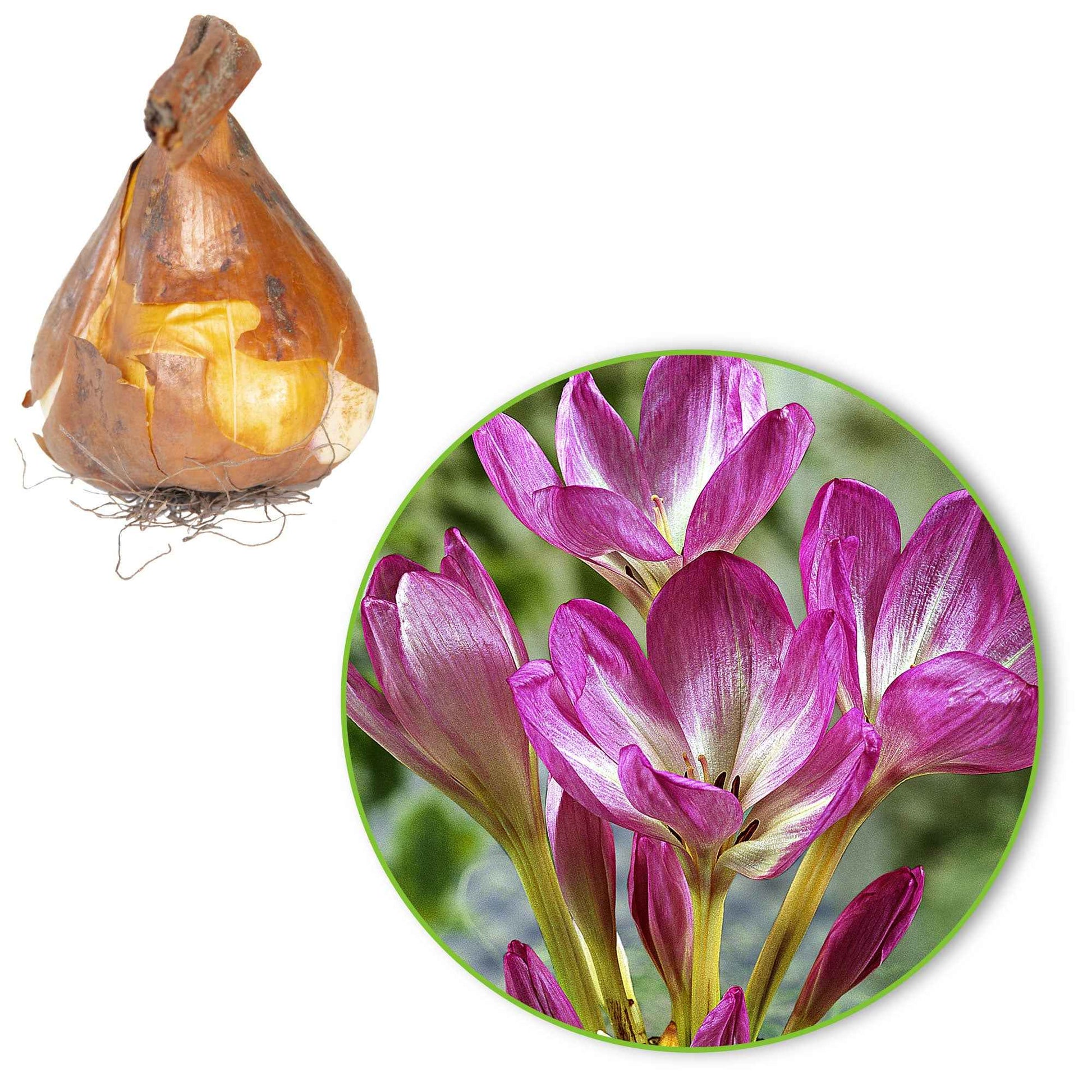 Herbstzeitlose 'The Giant' - Colchicum 'the giant'