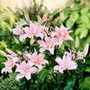 Asiatische Lilie 'Elodie' (x3) - Lilium elodie - Blumenzwiebeln