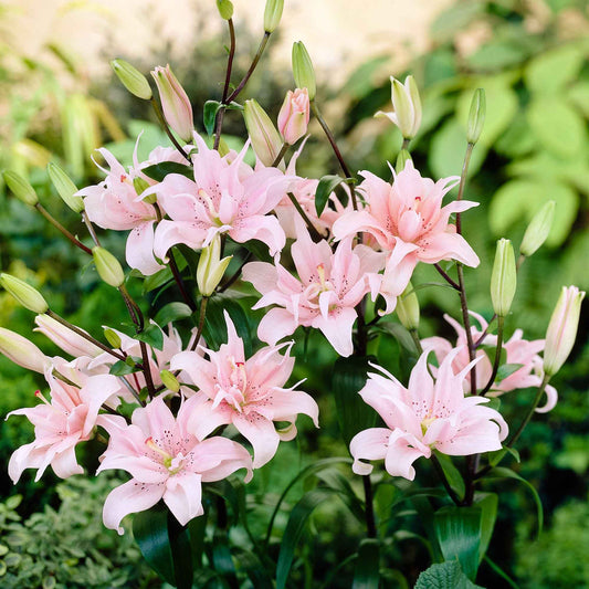 Asiatische Lilie 'Elodie' (x3) - Lilium elodie - Blumenzwiebeln