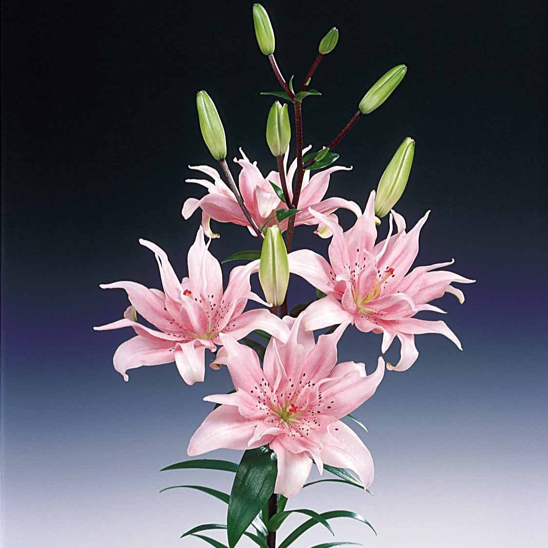 Asiatische Lilie 'Elodie' (x3) - Lilium elodie - Lilien