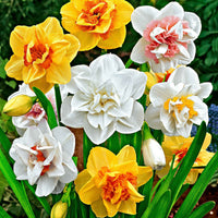 Doppelblütige Narzissen Mischung 'Double Flowers' - Narcissus - Blumenzwiebeln