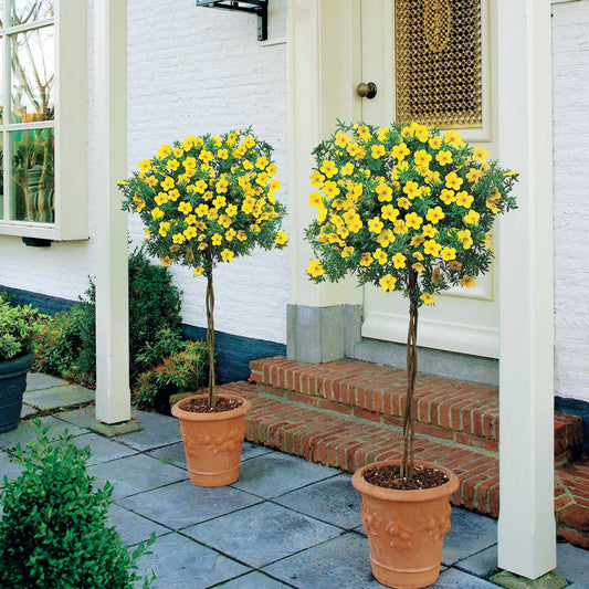 Fingerstrauch 'Goldfinger' - Bakker