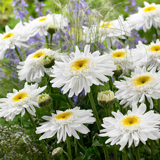 Großblumige Margerite 'Wirral Supreme' - Bakker
