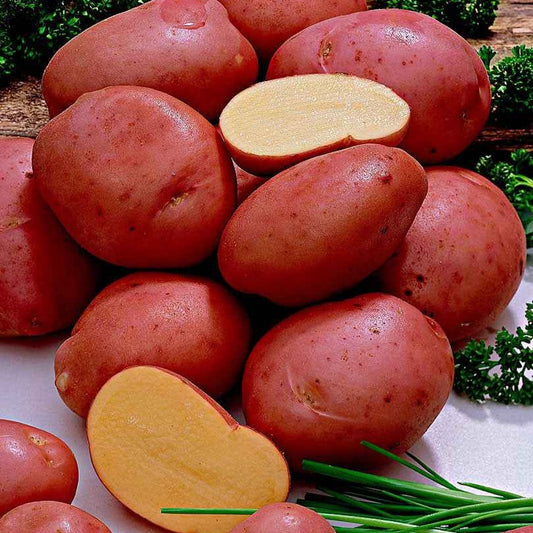 Kartoffel 'Désirée' - Solanum tuberosum désirée - Gemüsegarten