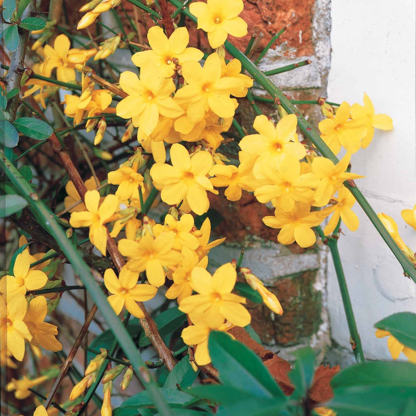 Winterjasmin - Jasminum nudiflorum - Sträucher und Stauden