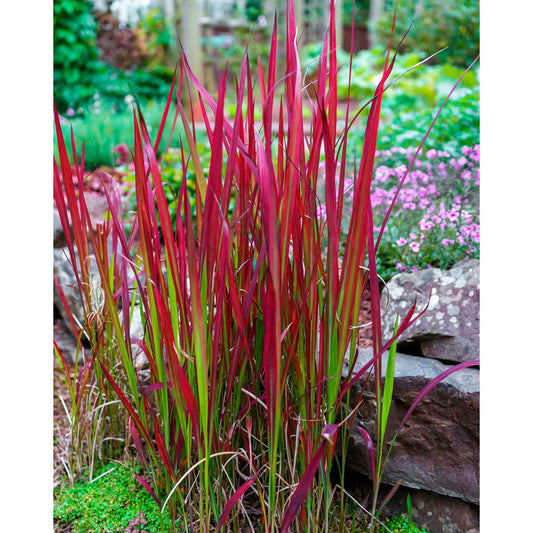 Japanisches Blutgras 'Red Baron' - Imperata cylindrica red baron - Gartenpflanzen