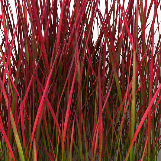 Japanisches Blutgras 'Red Baron' (x2) - Imperata cylindrica red baron - Bakker