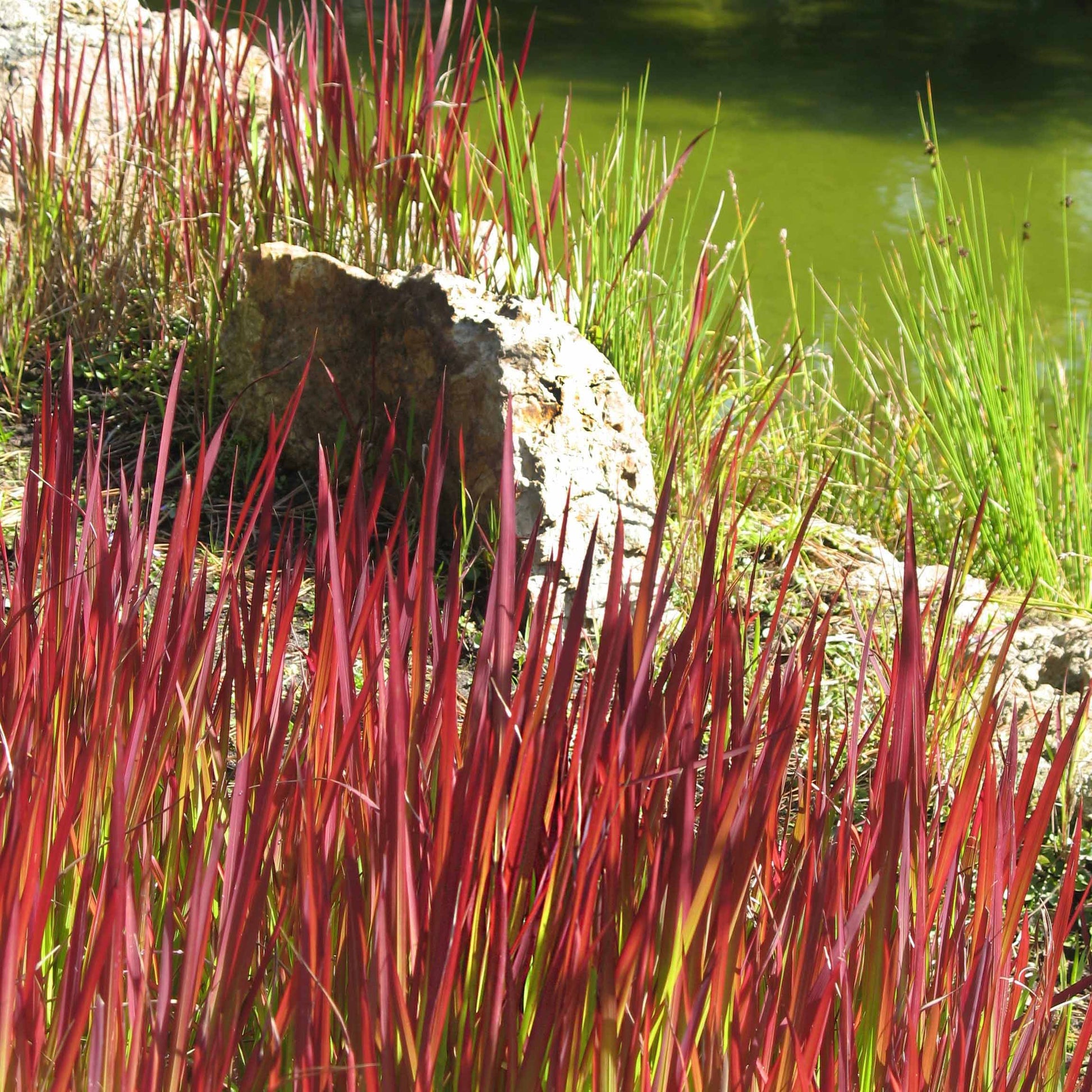 Verkauf Japanisches Blutgras 'Red Baron' (x2) - Imperata cylindrica red baron