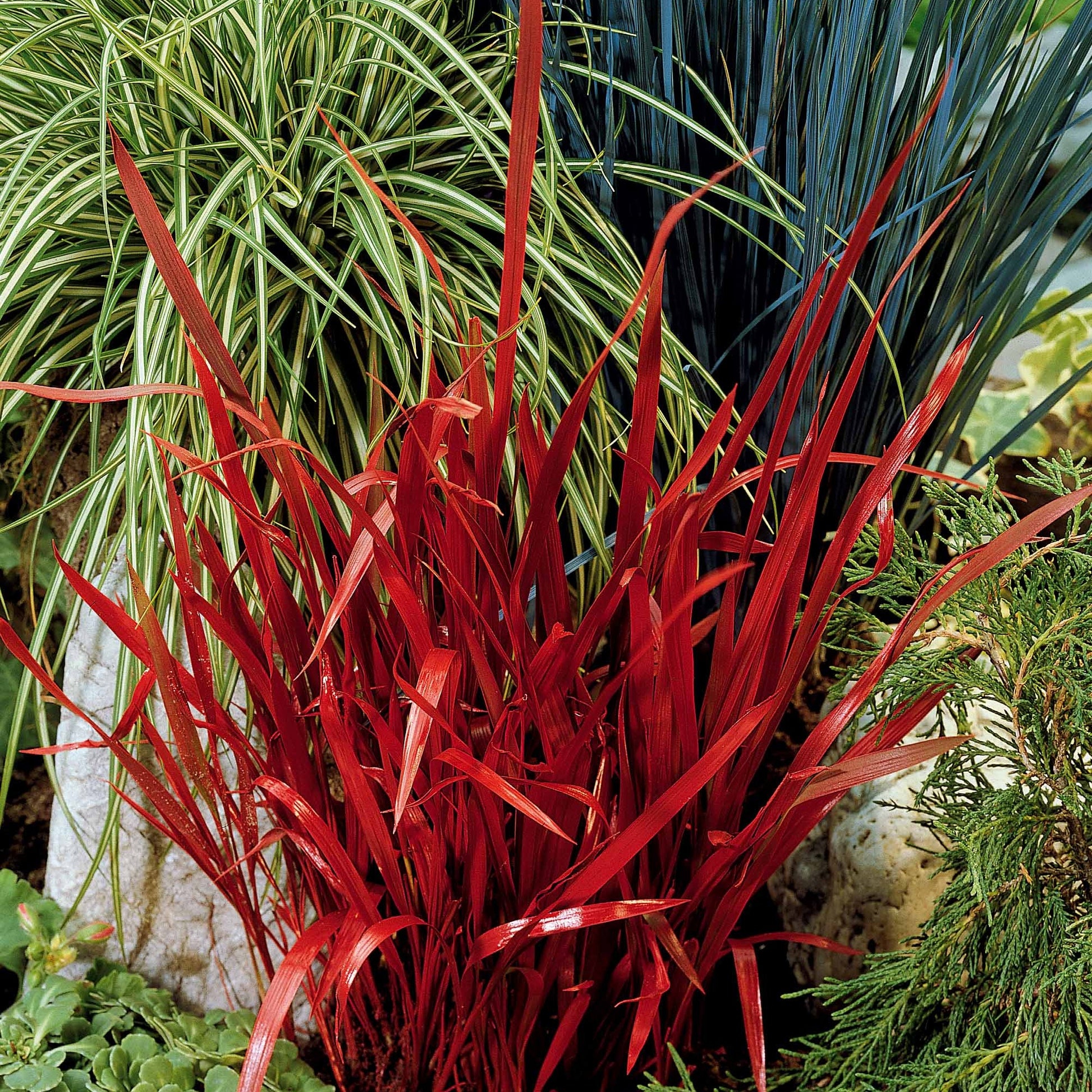 Imperata cylindrica red baron - Japanisches Blutgras 'Red Baron' (x2) - Gräser
