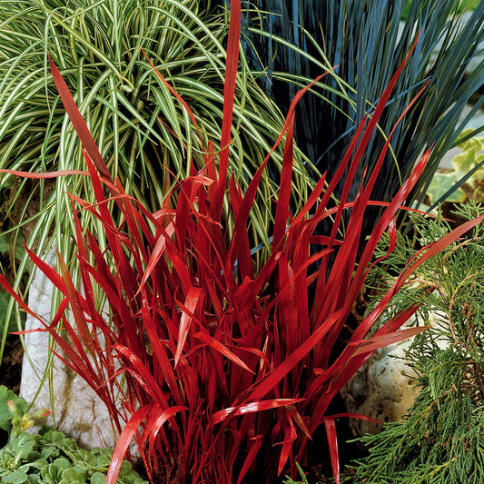 Imperata cylindrica red baron - Japanisches Blutgras 'Red Baron' (x2) - Gräser