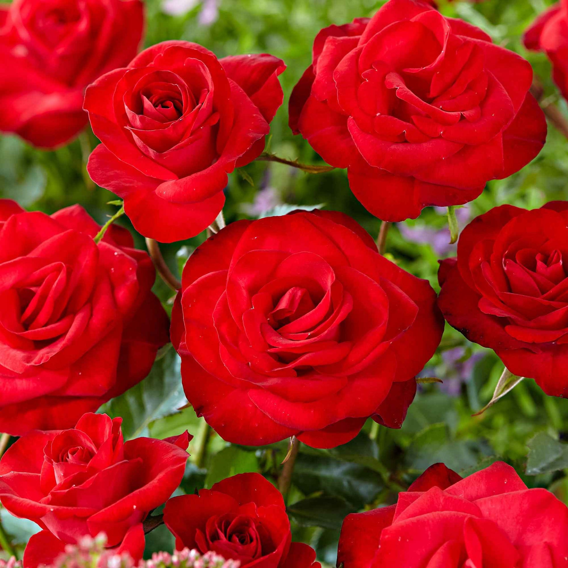 Kletterrose Rosa 'Santana' rot - Rosa santana ® - Sträucher und Stauden