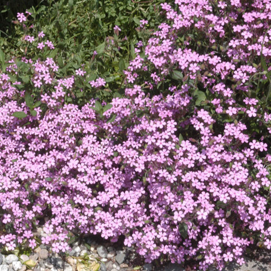 Kissen-Seifenkraut - Saponaria ocymoïdes - Gartenpflanzen