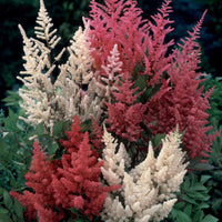 Prachtspiere Mischung 'Magic' (x4) - Astilbe - Bakker