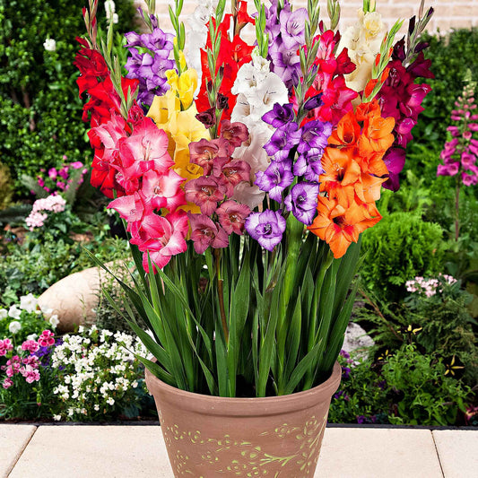 Gladiole Mischung 'Glamini' (x12) - Bakker