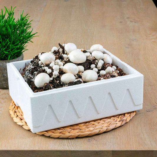 Champignon-Zuchtset 'Blanc de Paris' - Bakker