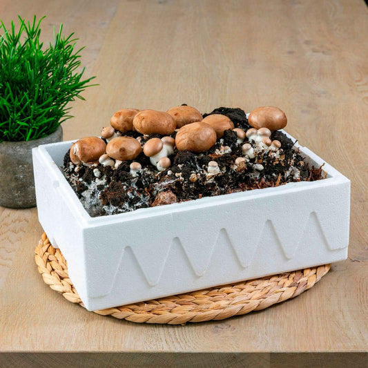 Champignon-Zuchtset - Bakker