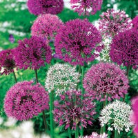 Allium - Zierlauch Mischung 'Fantasia' (x10) - Allium-Zwiebeln
