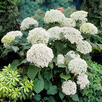 Hortensie 'Annabelle' - Hydrangea arborescens annabelle - Gartenpflanzen