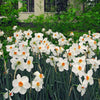 Narzissen 'Recurvus' (x10) - Narcissus recurvus - Blumenzwiebeln