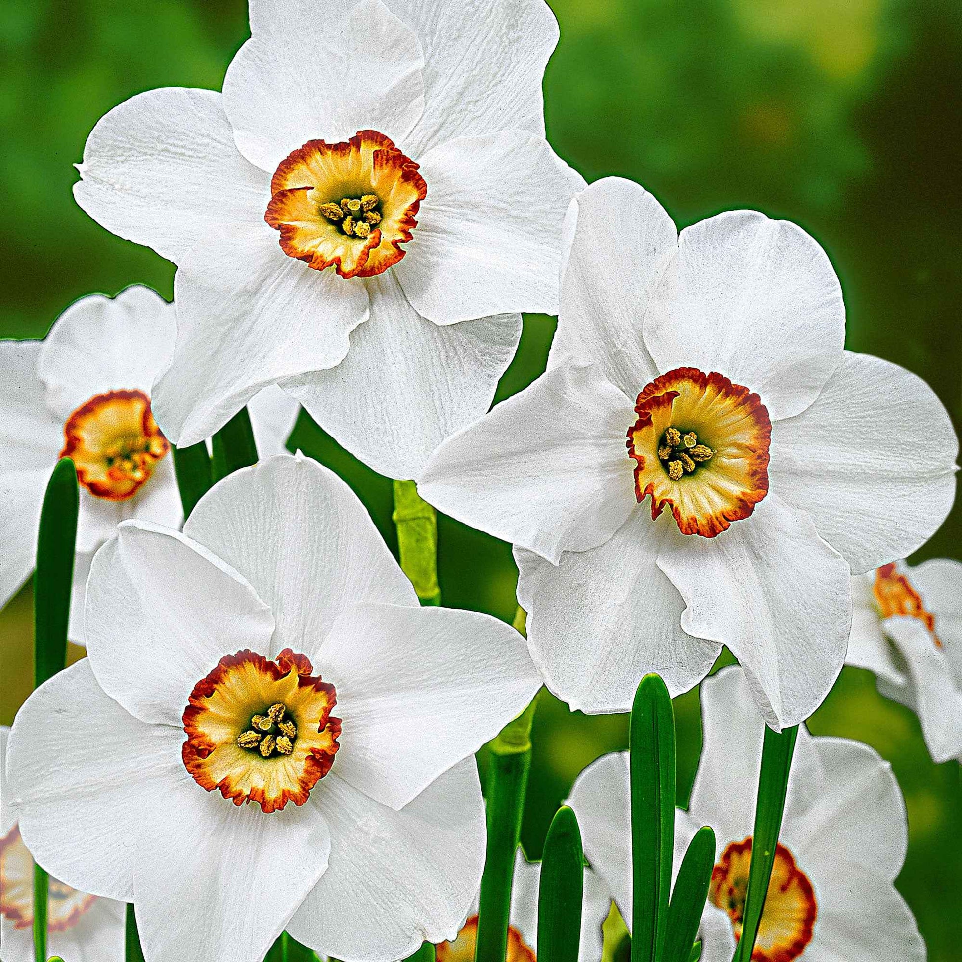 Narzissen 'Recurvus' (x10) - Narcissus recurvus - Blumenzwiebeln Frühlingsblüher