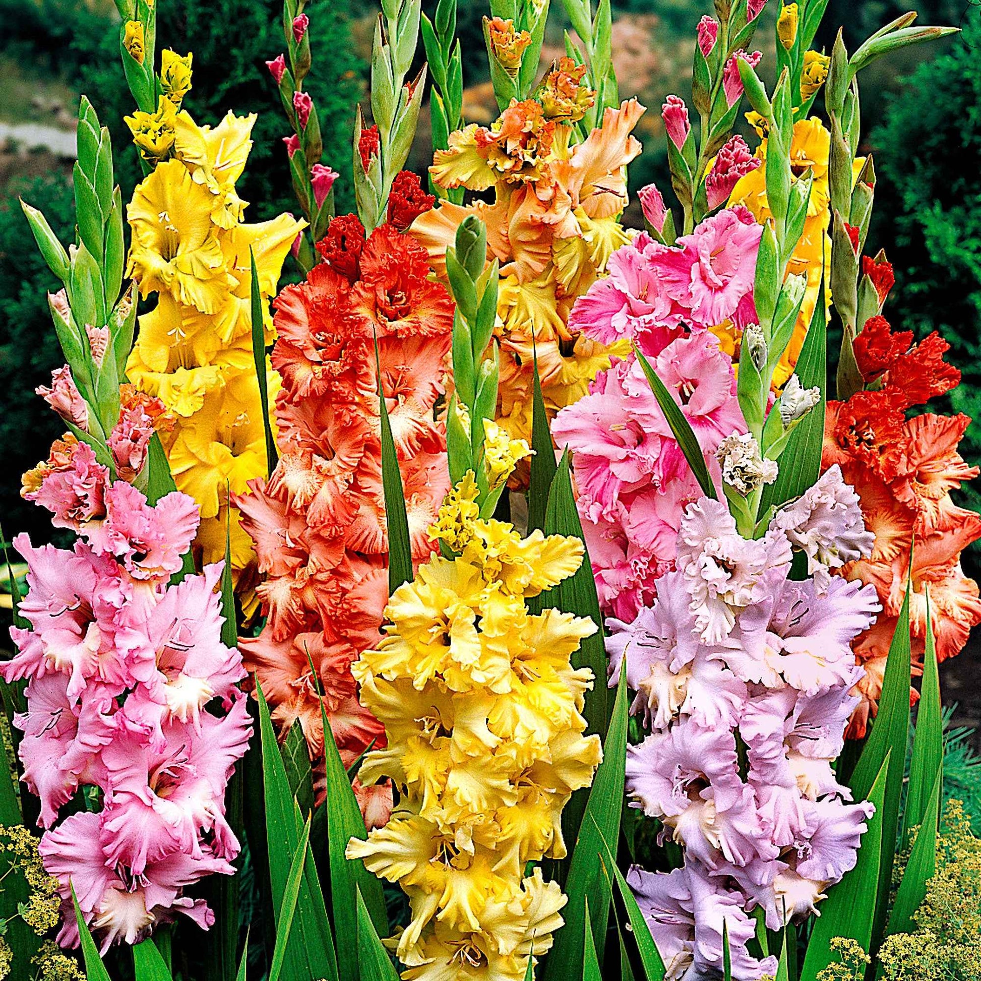 Gladiole Mischung 'Parkiet' (x25) - Gladiolus - Blumenzwiebeln