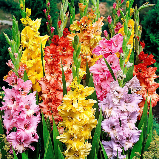 Gladiole Mischung 'Parkiet' (x25) - Bakker