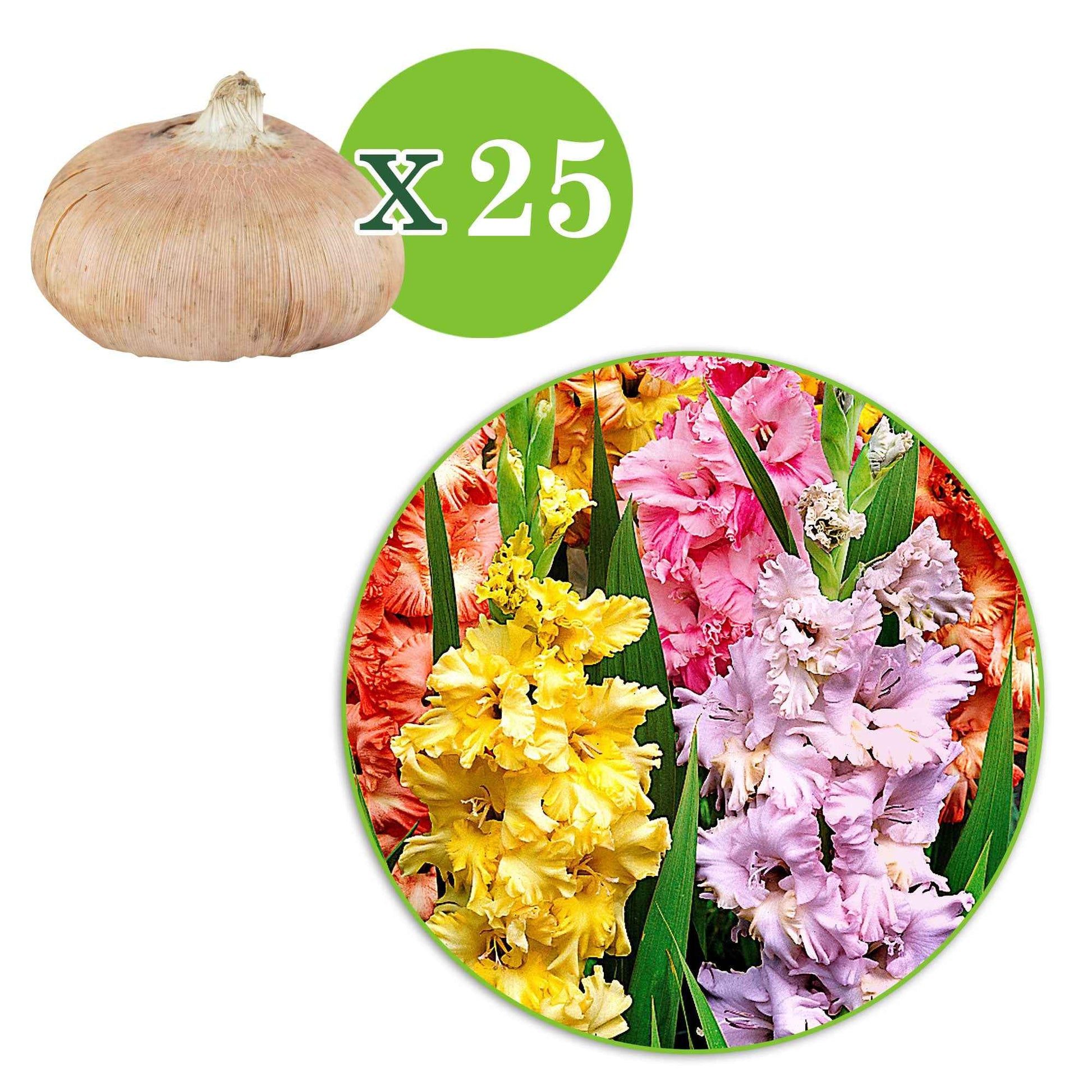 Gladiole Mischung 'Parkiet' (x25) - Gladiolus - Gladiolen