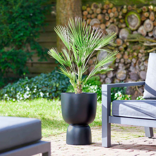 Chinesische Hanfpalme - Bakker