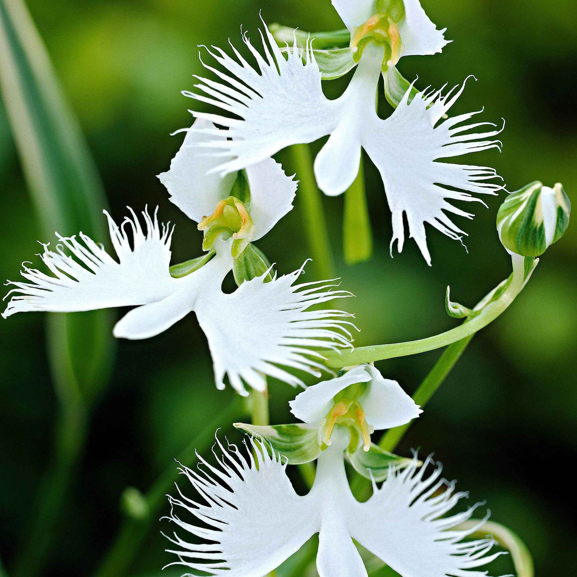 Reiherorchidee (x2) - Habenaria radiata - Blumenzwiebeln