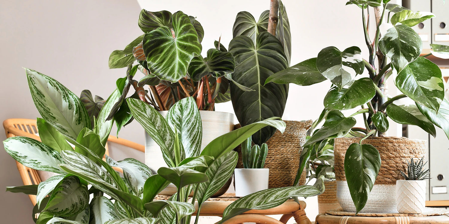 Green Days Fokus Zimmerpflanzen 