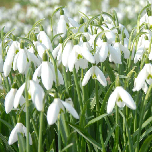 Schneeglöckchen (x25) - Galanthus nivalis - Blumenzwiebeln