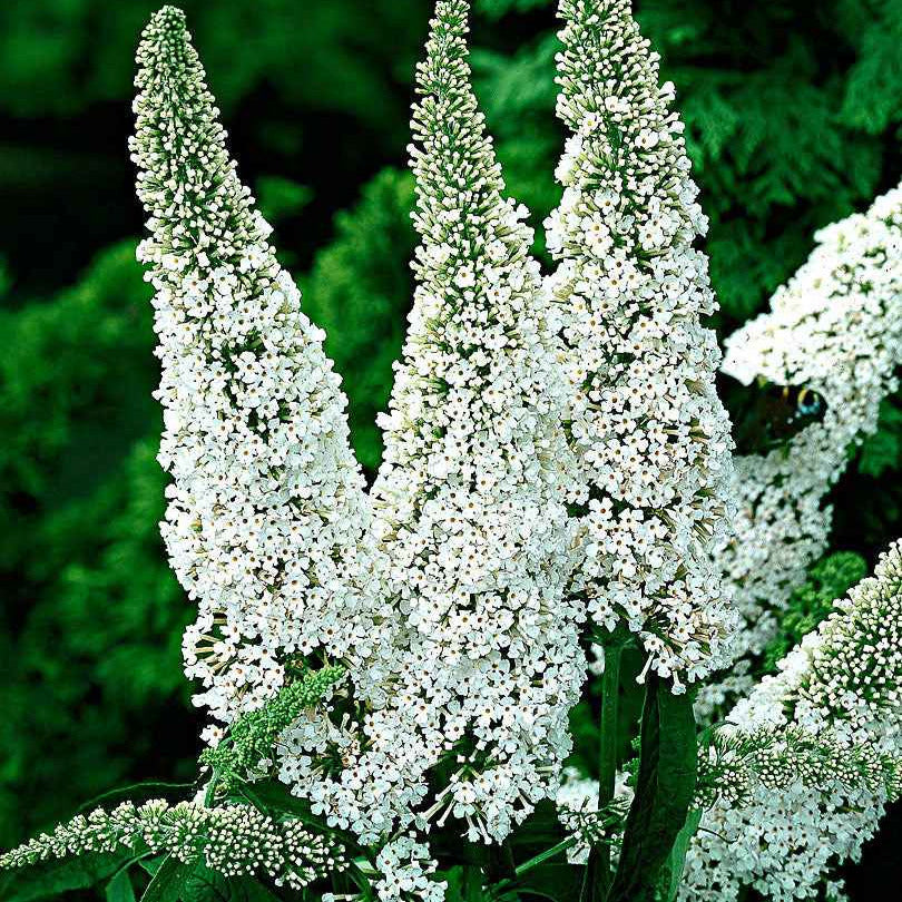 Schmetterlingsflieder Buddleja 'White Profusion' - Buddleja davidii white profusion - Gartenpflanzen