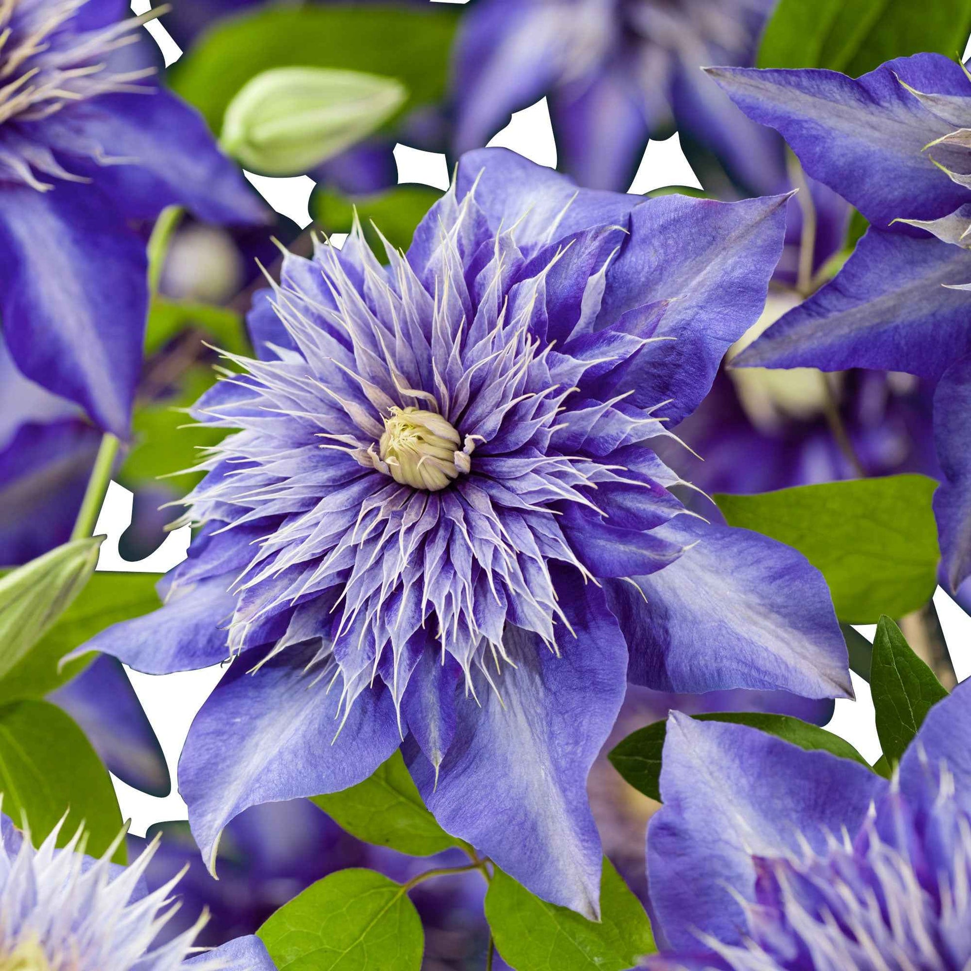 Clematis 'Multi Blue' - Clématis multi blue - Gartenpflanzen