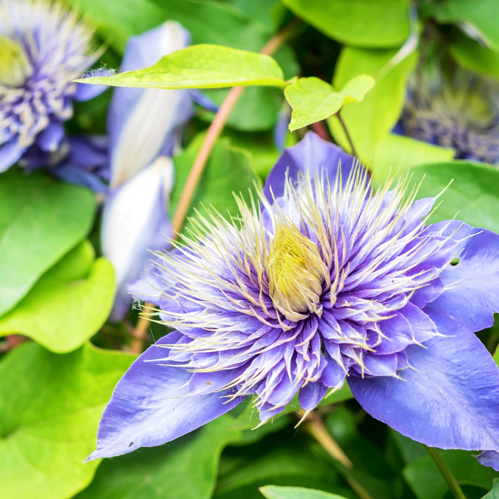 Clematis 'Multi Blue' - Clématis multi blue