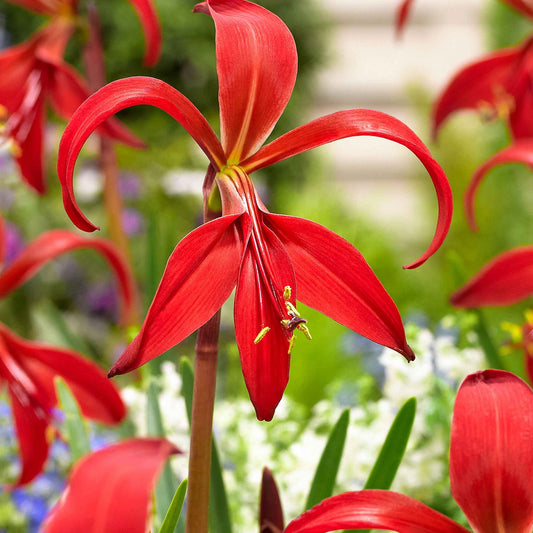 Jakobslilie (x2) - Sprekelia formosissima - Blumenzwiebeln