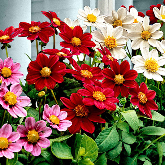 Dahlien 'Topmix' (x5) - Dahlias topmix - Blumenzwiebeln