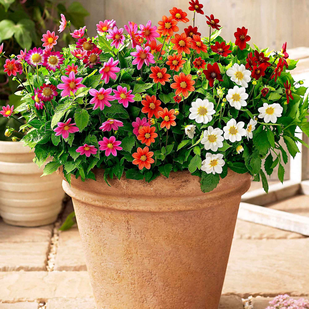 Dahlias topmix - Dahlien 'Topmix' (x5) - Dahlien-Zwiebeln