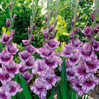 Gladiolus 'zizanie', 'stéréo', 'belle de nuit', 'p - Großblütige Gladiole Mischung (x50) - Gladiole-Zwiebeln
