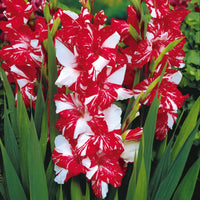 Gladiole-Zwiebeln - Großblütige Gladiole Mischung (x50) - Gladiolus 'zizanie', 'stéréo', 'belle de nuit', 'p