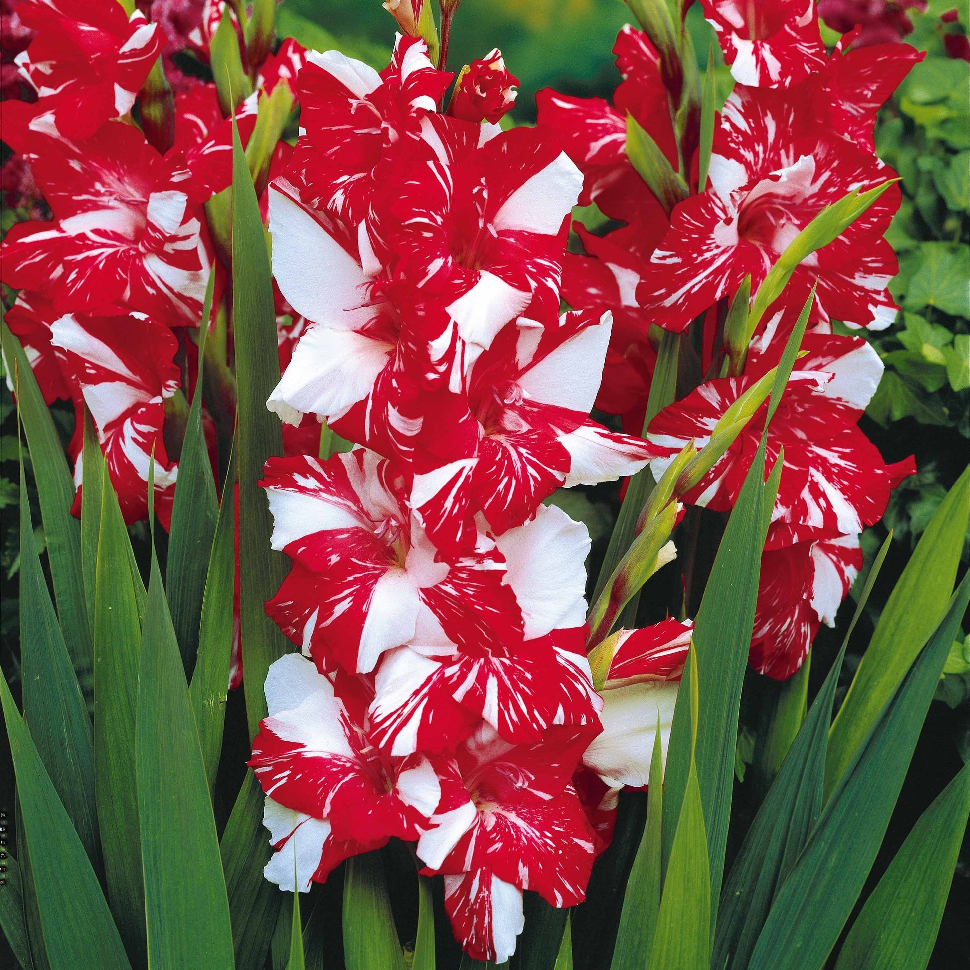 Gladiole-Zwiebeln - Großblütige Gladiole Mischung (x50) - Gladiolus 'zizanie', 'stéréo', 'belle de nuit', 'p