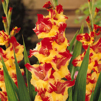 Verkauf Großblütige Gladiole Mischung (x50)