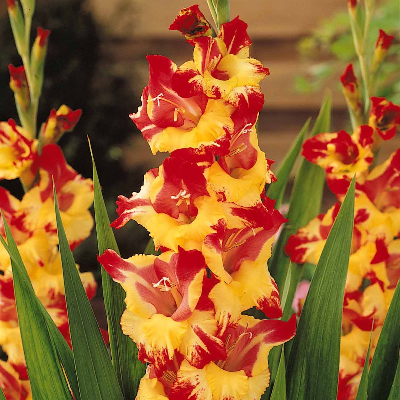 Verkauf Großblütige Gladiole Mischung (x50)