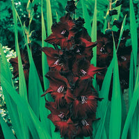 Großblütige Gladiole Mischung (x50) - Gladiole-Zwiebeln - Bakker