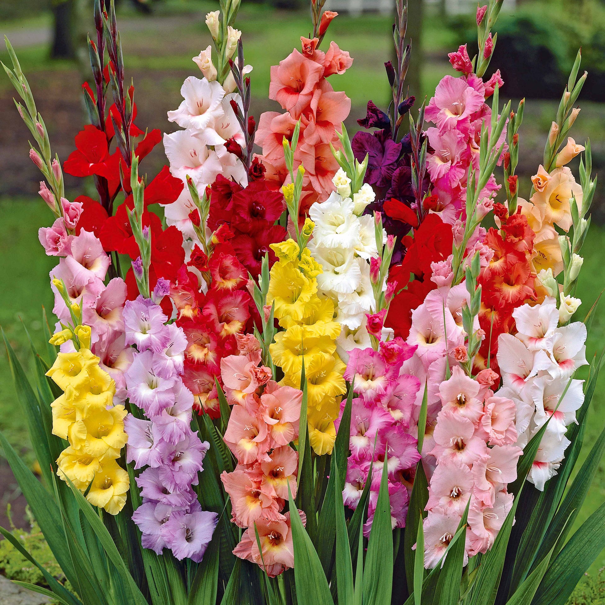 Blumenzwiebeln Gladiolen Mischung - Gladiolus