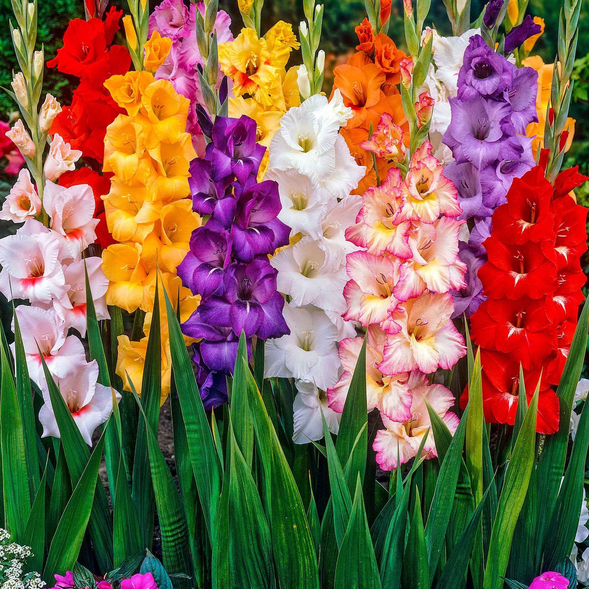 Gladiolen Mischung - Gladiolus - Blumenzwiebeln