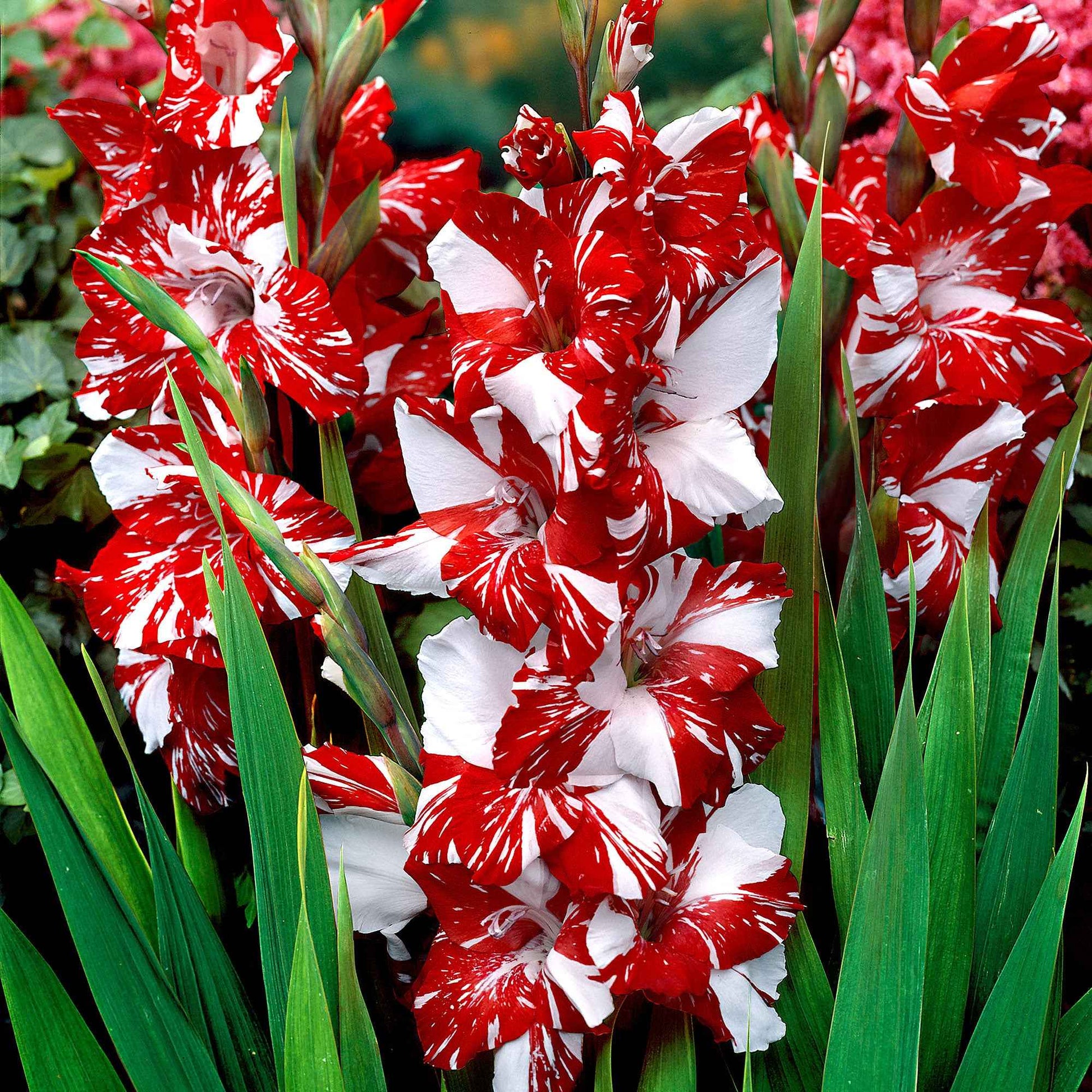 Großblütige Gladiole 'Zizanie' (x25) - Gladiolus zizanie - Blumenzwiebeln