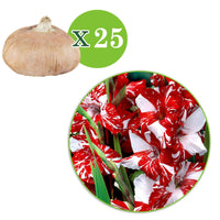 Großblütige Gladiole 'Zizanie' (x25) - Gladiolus zizanie - Blumenzwiebeln Sommerblüher