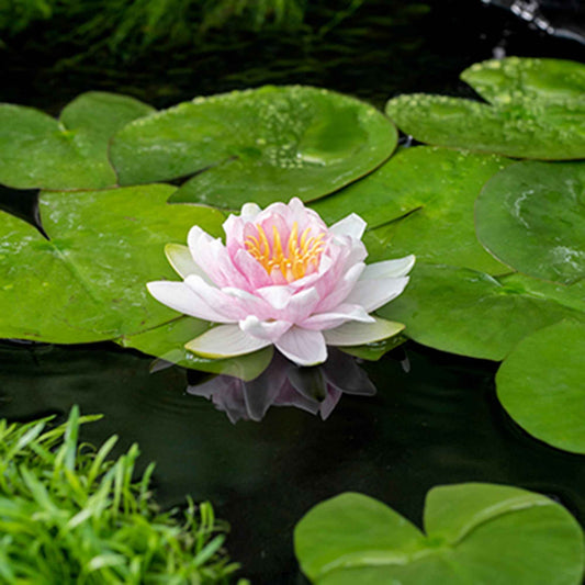 Hollandia Seerose - Bakker